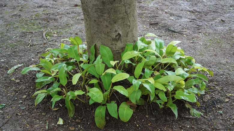 Ground covers at the base of tree, covering roots.