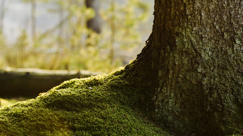 A close-up of moss growing on roots of tree.