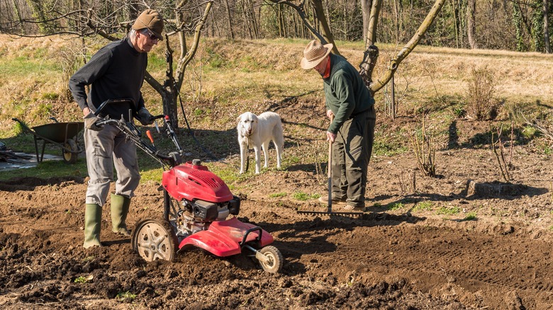 Man tilling his garden