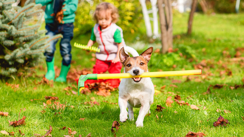 dog running with child's rake