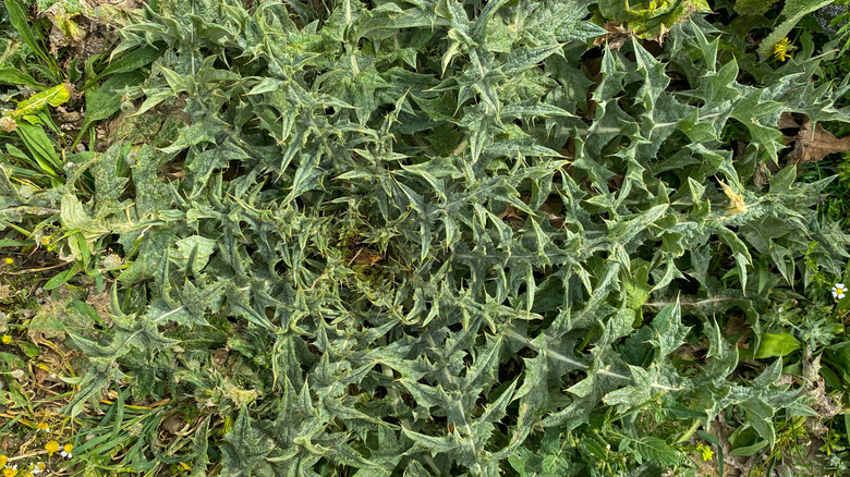 A thistle rosette in the garden