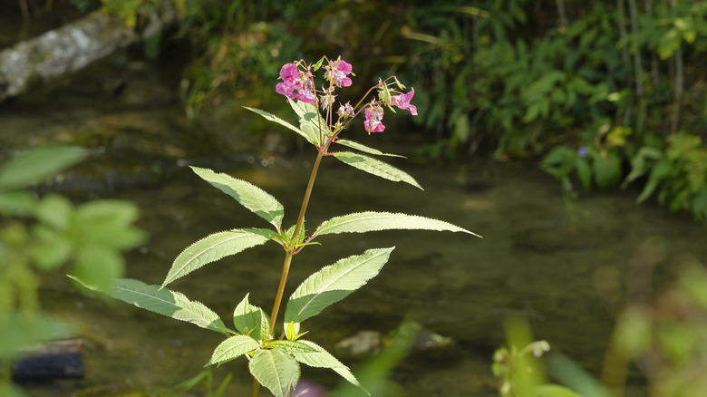 Himalayan balsam plant