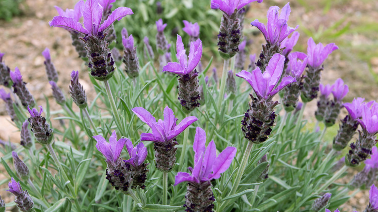 Purple Spanish lavender bush