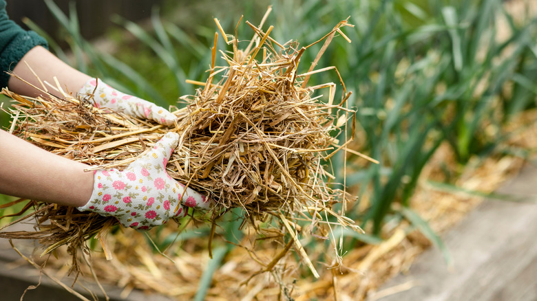 Straw mulching of garlic in garden bed