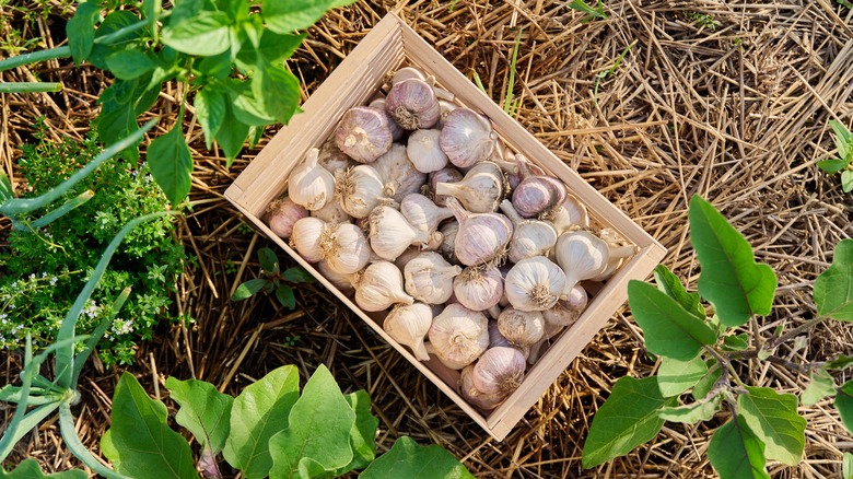 Harvest of natural garlics in a box