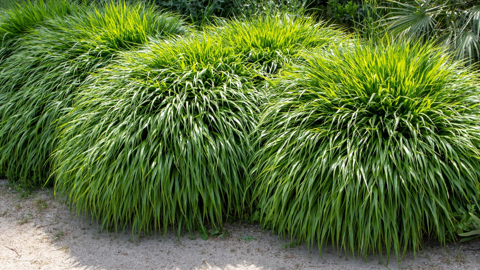 Hakone grass hotsell