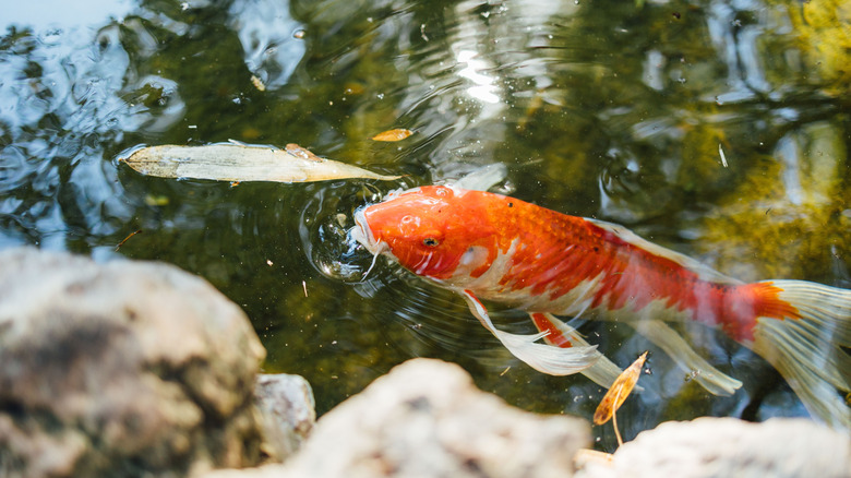 Koi fish eating an insect on pond surface