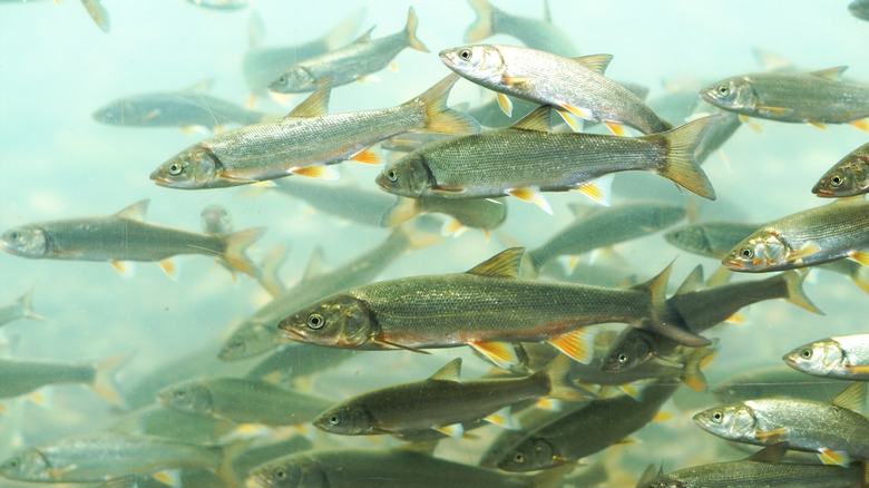 minnows swimming together underwater