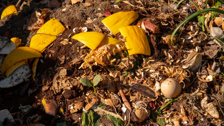 pumpkin in compost bin