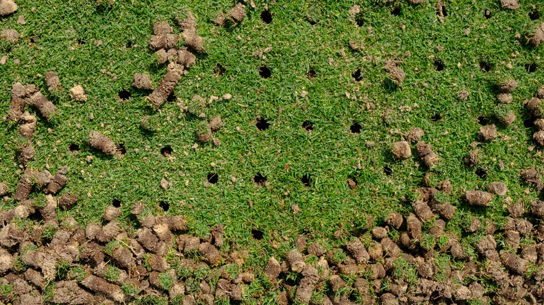 soil plugs from aeration