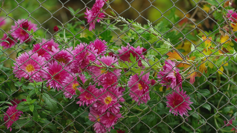 Pink asters behind a chain link fence
