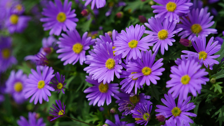 A closeup of purple asters in bloom