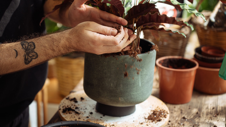 Repotting a plant in container