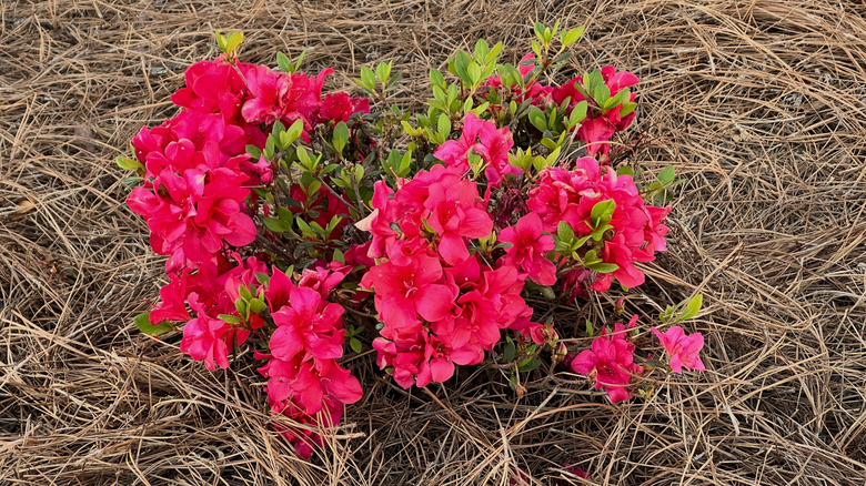 A small red blooming azalea bush with pine straw mulch