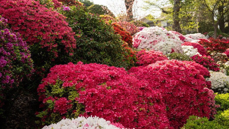 A variety of pink, white, and red azaleas in full bloom