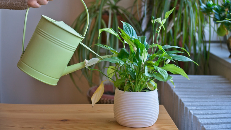 A person watering a thriving peace lily grown as a houseplant