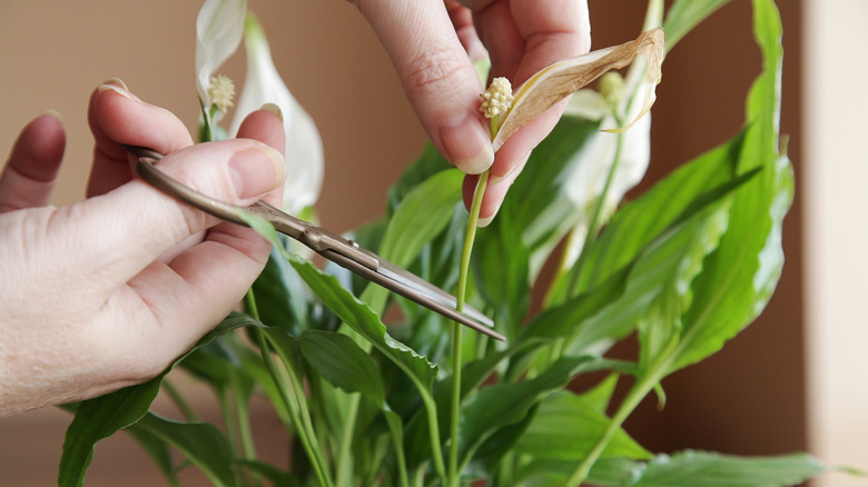 A person holding a peace lily and pruning a dying flower