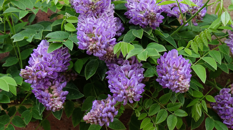 American wisteria in flower