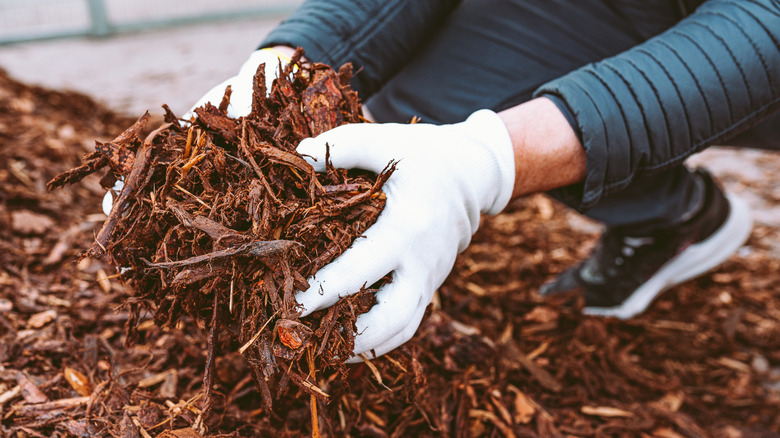 A person mulching a garden bed