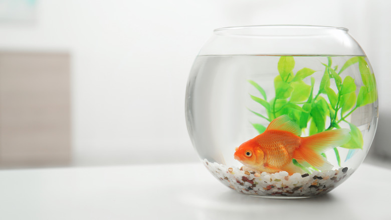 Goldfish in small round glass bowl
