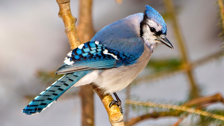 close up of Blue Jay