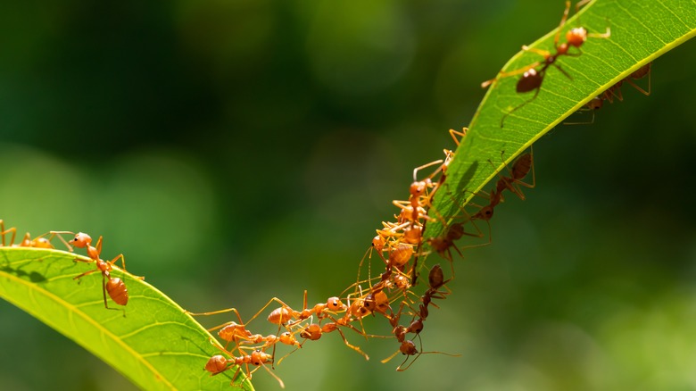 ants on leaves