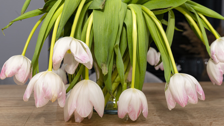 A bouquet of wilted purple tulips standing in a vase on the table.