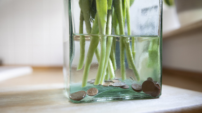 Pennies in tulip water