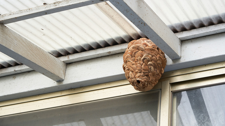 Wasp nest attached to home under patio