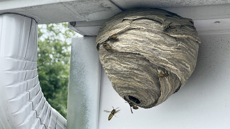 Wasp's nest on house with wasps swarming around it