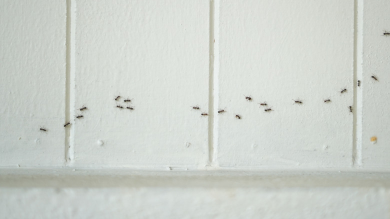 Black ants in a line