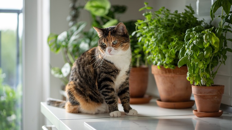 A cat sitting on a dresser with houseplants