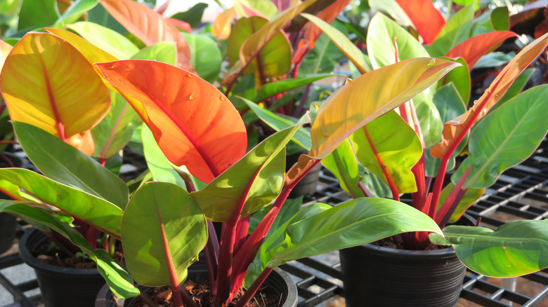 Philodendron 'Prince of Orange' plants with green, orange, and yellow foliage