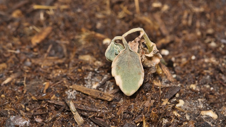 Dying plant in garden