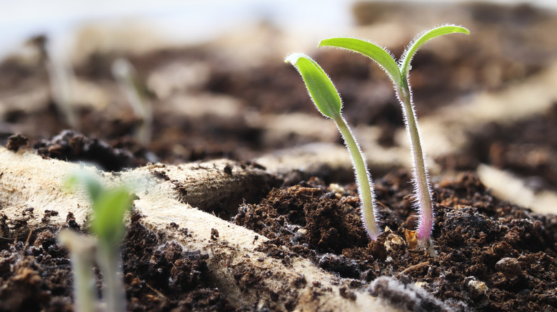 seedlings as they first appear after sprouting