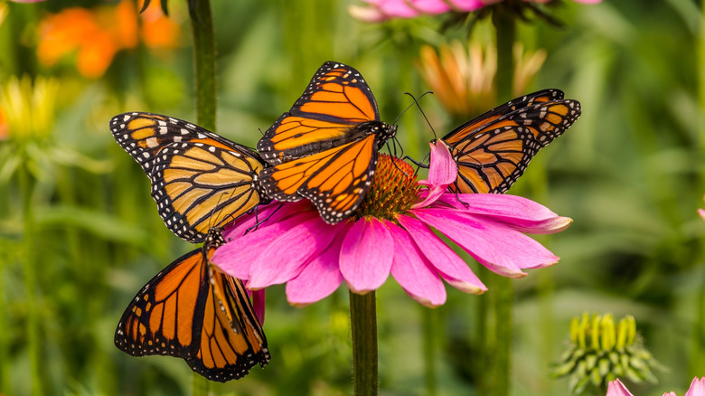 A number of monarch butterflies congregate around a pink flower.