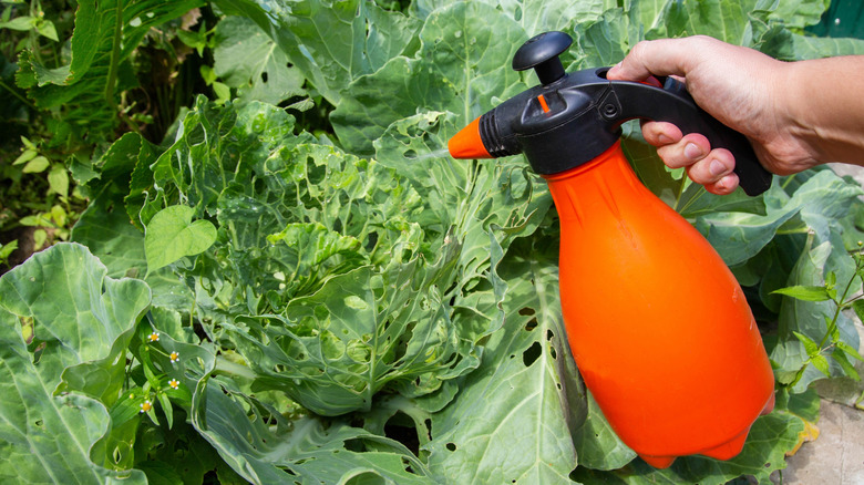 A vinegar solution is being sprayed into someone's garden from an orange bottle.