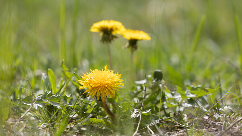 Yellow weeds grow out of grass that gets fuzzier in the background.