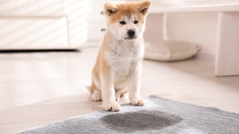 puppy sitting next to urine