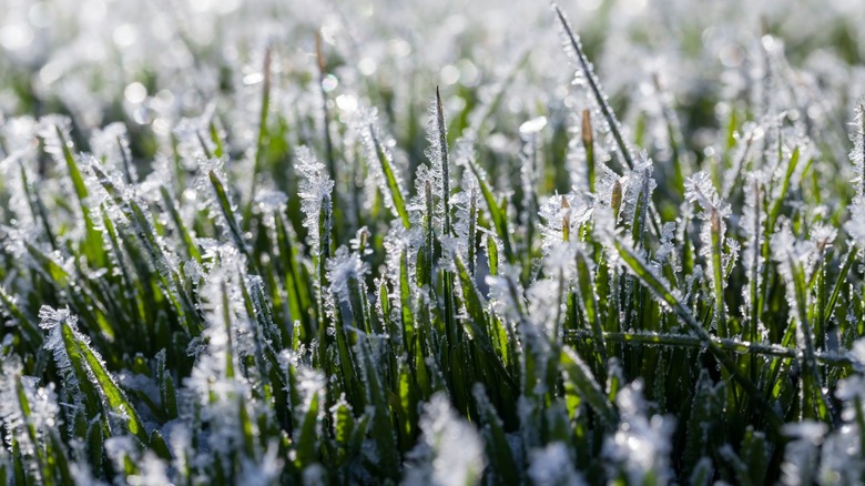 Close up of frosted grass