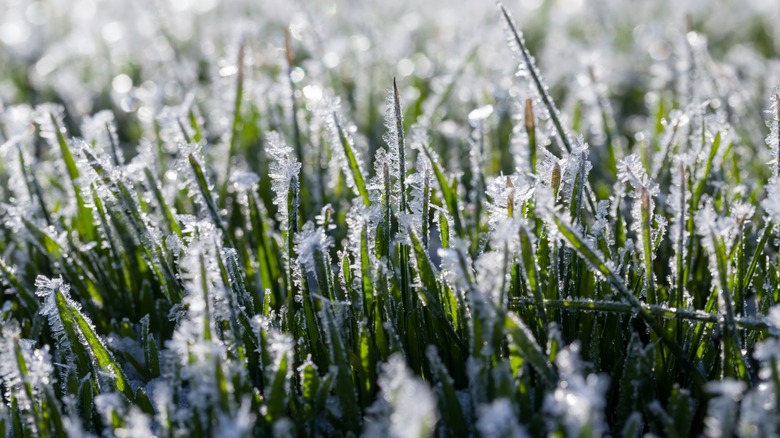 Frost shop on grass