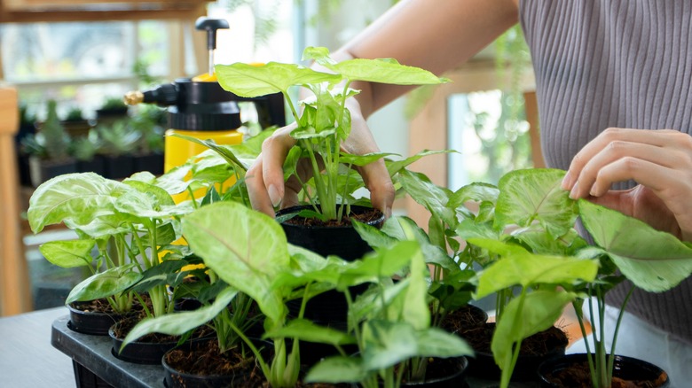 Plants about to be potted.