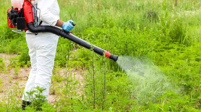 Person spraying herbicide