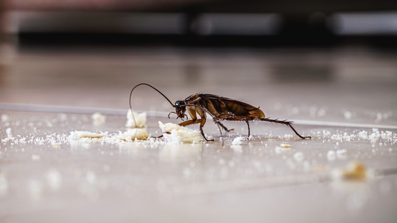 scarafaggio che mangia le briciole sul pavimento
