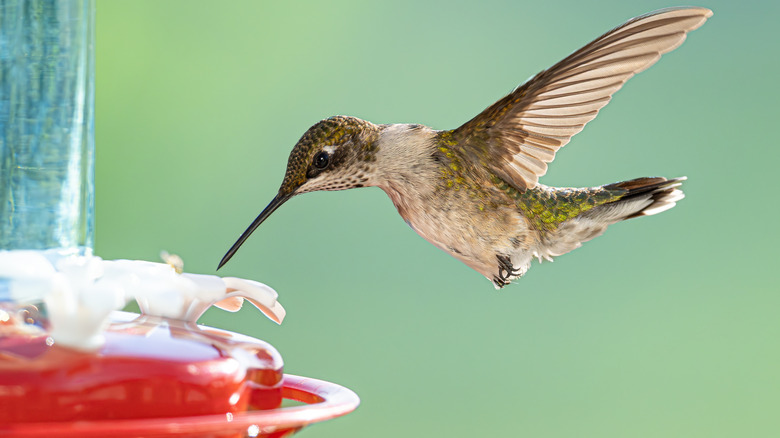 Hummingbird hovering near a feeder