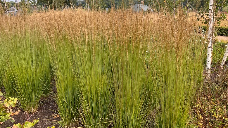 Feather reed grass clumps