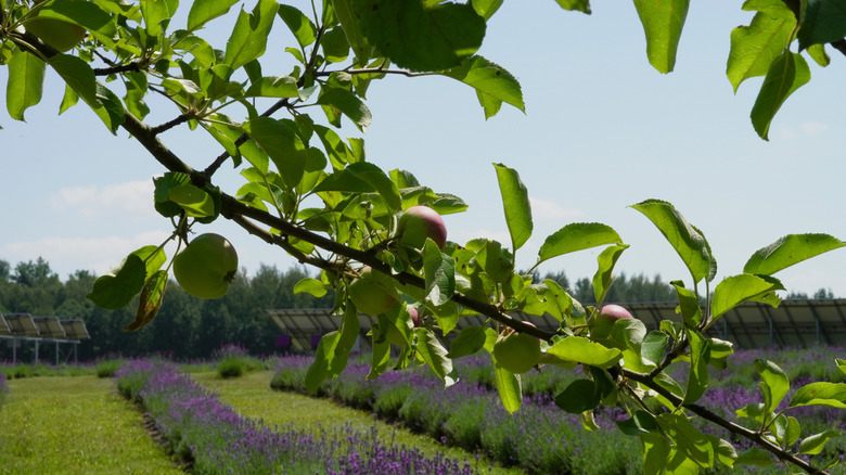A branch of an apple tree covering part of a garden with rows of lavender shrubs and solar panels.