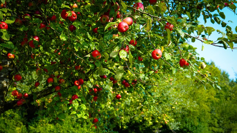 An apple tree ripe with red apples growing in the sunlight.