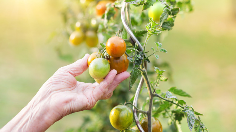 Hand picking green tomatoes