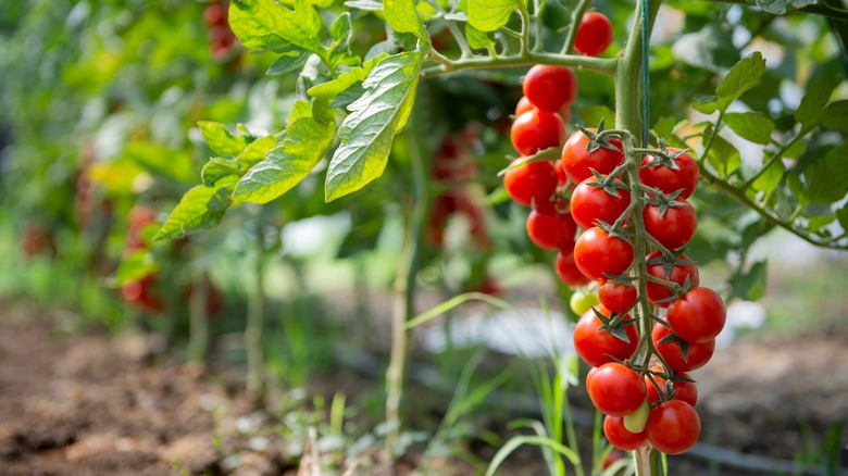 tomatoes growing on vine